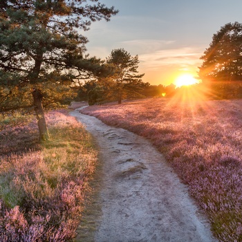 Aftensol over hedelandskabet - Lüneburger Heide i Niedersachsen