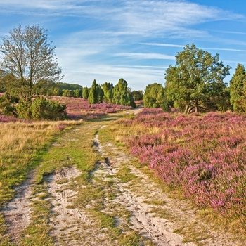 Hedelandskabet - Lüneburger Heide i Niedersachsen