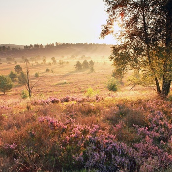 Aftensol over hedelandskabet - Lüneburger Heide