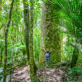 Waipoua Kauri Forest – gammel regnskov på Nordøen i New Zealand