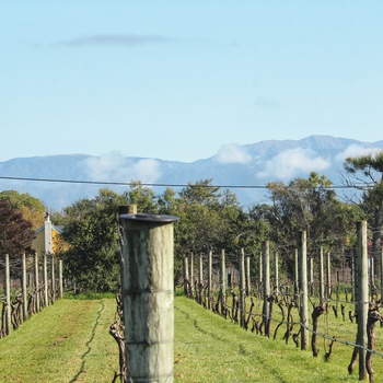 Vinregionen Wairarapa på New Zealands Nordø