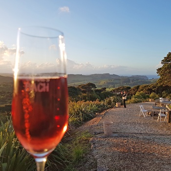 Vingård på øen Waiheke Island - Nordøen i New Zealand