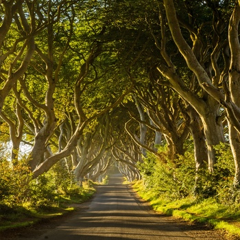 Dark Hedges i Nordirland