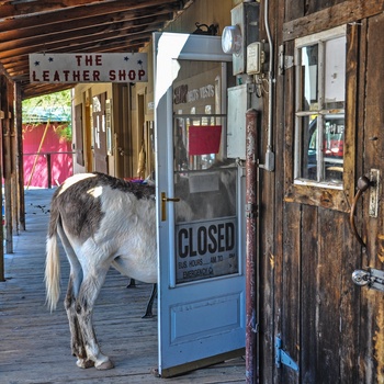 Nysgerrig æsel i den gamle mineby Oatnam - Arizona