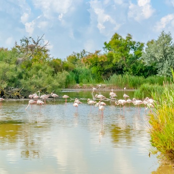 Flamingoer i Parc Ornithologique Du Pont De Gau, Occitanie i det sydvestlige Frankrig