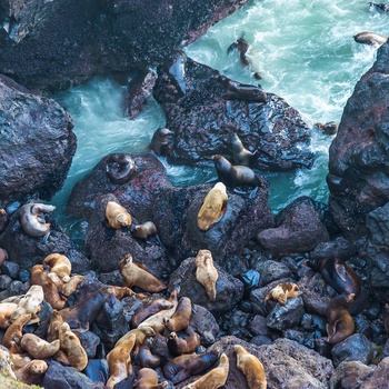 Sea Lion Caves i Oregon, USA