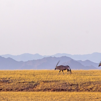 Oryxer med Naukluf-bjergene i baggrunden, Namib-Naukluft National Park i Namibia