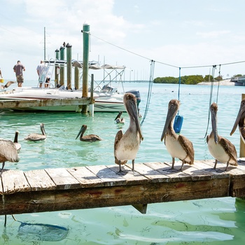 Pelikaner i Islamorada havn - Florida i USA