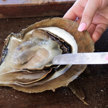 Høstning af perle på perlefarm nord for Broome - Western Australia