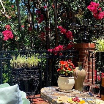 Pettigru Place Bed and Breakfast, Terrasse