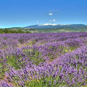 Lavendelmarker og Mont Ventoux i Baggrunden, Provence i Frankrig