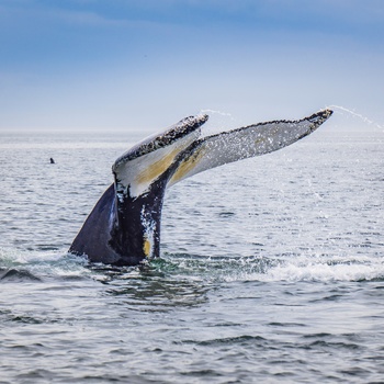 Hvalsafari fra kystbyen Tadoussac i Quebec - Canada