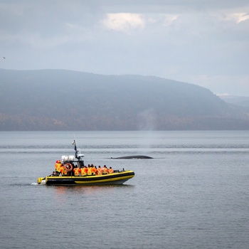 Hvalsafari fra kystbyen Tadoussac i Quebec - Canada