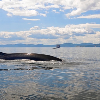 Hval set på hvalsafari fra Tadoussac, Quebec i Canada