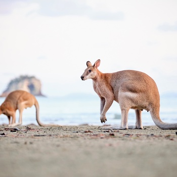 Kænguruer og wallabies i Cape Hillsborough National Park - Queensland