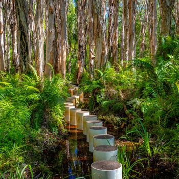 Trædesten langs Paperbark Forest Walk i Queensland