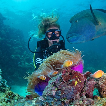 Dykker ved Great Barrier Reef, Queensland i Australien