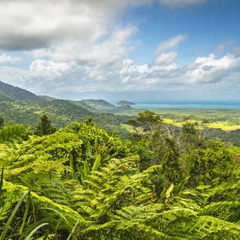 Daintree nord for Cairns i det nordlige Queensland - Australien