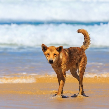 Dingo på Fraser Island, Queensland i Australien - ”Copyright – Tourism and Events Queensland”