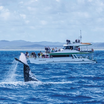 Hvalsafari ved Hervey Bay, Australien - ”Copyright – Tourism and Events Queensland”