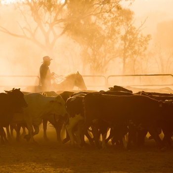 Kvægfarm eller Ranch i Queensland Outback, Australien