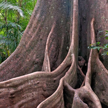 Enorme trærødder i Wooroonooran Nationalpark, Queensland i Australien