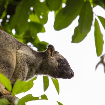 Den sjældne trækænguru i Atherton Tablelands, Queensland