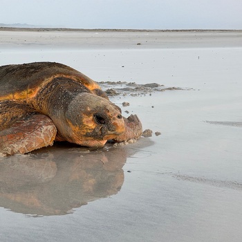 Skildpadde på vej ud i havet nær Ras al Jinz Turtle Reserve - Oman