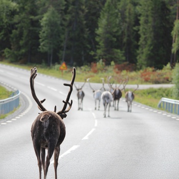 Rener på vejen i Lapland