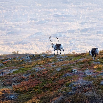 Rensdyr i Abisko National Park - Sverige