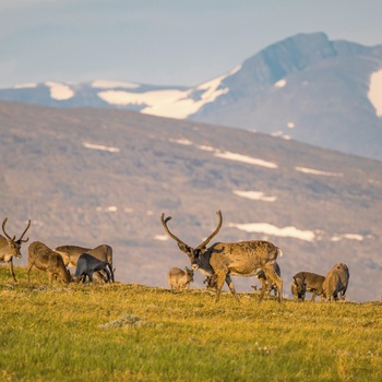 Rensdyr tidlig morgen i Lapland