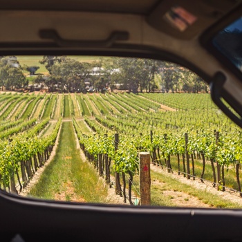 Vinmarker set fra en bil - Australien