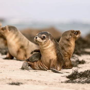 Seal Bay Seals - Foto: Copyright Kangaroo Island Tourism Alliance