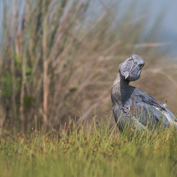 Den sjældne og særprægede Shoebill lever i Mabamba Swamp - Uganda