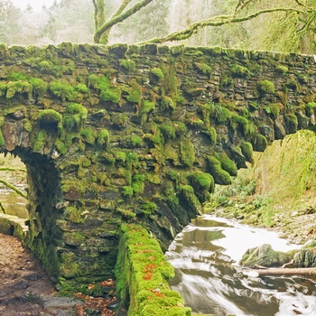 Bro i Hermitage Woodland i Skotland