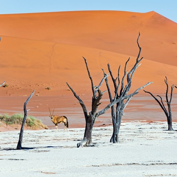 Deadvlei med døde træer i Sossusvlei, Namib-Naukluft National Park, Namibia