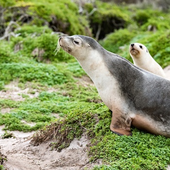 Søløve på Kangaroo Island, South Australia