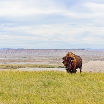 Bison i South Dakota - USA