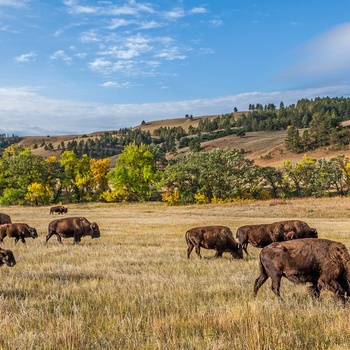 Bisoner i Custer State Park, South Dakota i USA