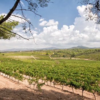 Vinmarker med druer til Cava - Catalonien, Spanien