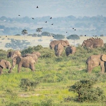 Stor flok elefantaer i Murchison Falls National Park - Uganda