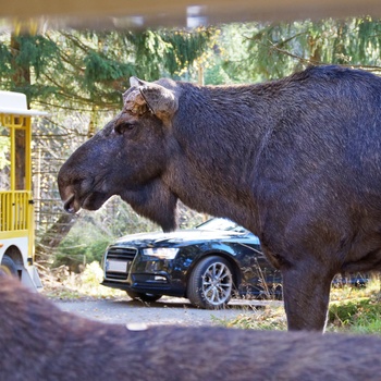 Smålandet Elg safaripark i Markaryd, Sverige