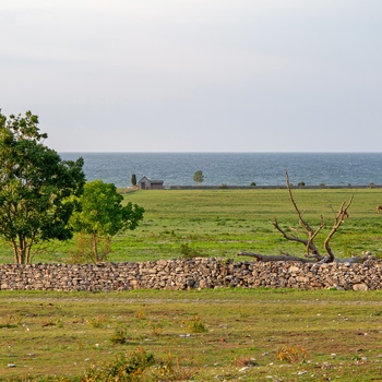 Stenhegn på Fårö, Gotland i Sydsverige