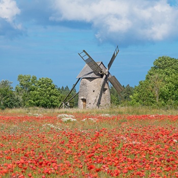 Gammel mølle og blomstermark på Gotland 