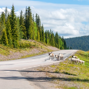 Rensdyr på vejen i Sverige