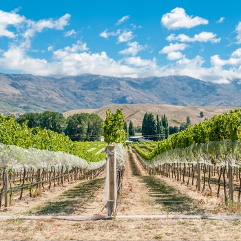 Vinområdet Central Otago på Sydøen - New Zealand