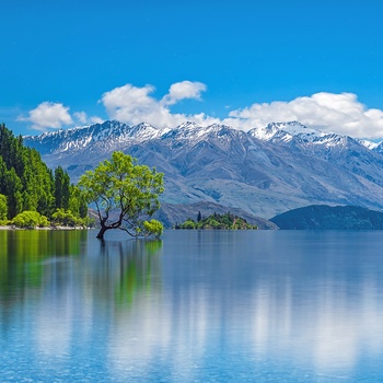 The Wanaka Tree, Sydøen i New Zealand
