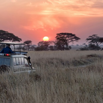 På safari i Sydafrika ved solnedgang