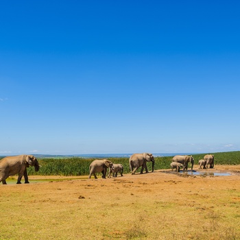 Addo Elephant National Park i Sydafrika