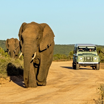 Addo Elephant National Park i Sydafrika